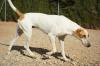 Eddin sucht ein neues zu Hause