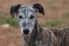 Brenda sucht ein neues zu Hause