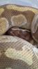 Königpython Enchi Lesser Blaze 1.0 zu Verkaufen