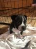 American Pocket Bully