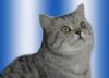 Deckkater,  Britisch-Kurzhaar,  Silbertabby,  VIEL ERFAHRUNG!!!