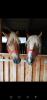 Biete Reitbeteiligung auf 2 Haflinger 