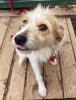 Monroe sucht ein zuhause 
