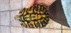 Biete 3 Landschildkröten,  2 x Thh 1x Thb