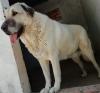 Tamy sucht ein neues zu Hause