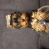 Reinrassige Yorkshire Terrier Welpen 