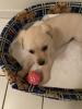 Goldene Retriever Welpe