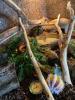 2 Kornnattern  + Terrarium 