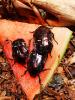 Käfer Rosenkäfer Protaetia formosana L3 Larven 