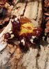 Käfer Rosenkäfer Anisorrhina flavomaculata L3 Larven 