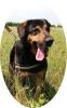 BERNI - 50 cm - HUNDEOPA IN NOT! (aus dem Tierschutz)