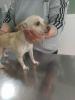 Bella sucht ein neues zu Hause