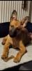 Malinois Mischlingswelpe