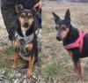 LARA & LANA -  35 cm - DIE ZWEI GIBT ES NUR IM DOPPELPACK! (aus dem Tierschutz)