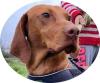 FRAKK - 62 cm -  MAGYAR VIZSLA! (aus dem Tierschutz )