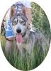 KODA - 60 cm - HUSKY MIX SUCHT! (aus dem Tierschutz)