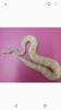 Königspython 100% Albino het.Axanthic NZ 20