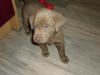 Reinrassige silberne Labradorwelpen
