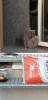 Britisch kurzhaar deckkater 
