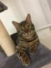 Deckkater Bengal 