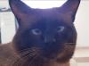 Thaisiam Deckkater 
