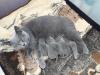 Traum in Blau BKH Kitten mit Stammbaum