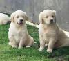 Golden Retriever Welpen