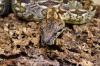 0.1 Südliche Madagaskarboa 2009 (Acrantophis dumerili)