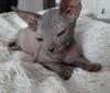Don.Sphynx Katzenbaby