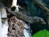 Anolis Oculatus Montanus