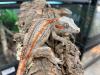 GARGOYLE GECKOS ZU VERKAUFEN !!  (Rhacodactylus auriculatus).