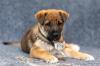 3 Monate junges Sharpei-Schäferhund-Mix Mädchen