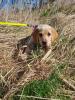 Labrador Hündin Welpe Creme/ Gold + Starterpaket