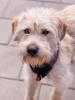 aktiver,  verspielter Terrier-Mischling Peyton