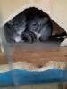 3 Chinchilla Männchen  Vater mit 2 Söhnen  suchen ein liebesvolles neues Zuhause