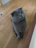BKH Scottish Fold - Deckkater