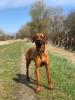 Rhodesian Ridgeback reinrassig 