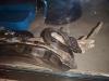 Boas suchen ein neues zu Hause