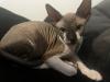 Super süße Can. Sphynx Kitten such ein Zuhause