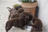 VDH/ VK (FCI) Labrador welpen mit papiere