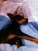 Russkiy Toy Terrier Mädchen Welpe
