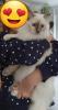 2 traumhafte Ragdoll Kitten (geimpft) suchen traumhaftes Zuhause