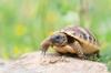 Griechische Landschildkröten