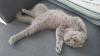 Scottish Fold/  BKH Mädchen