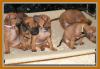 Reinrassige Rhodesian Ridgeback Welpen