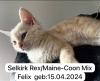 4 zuckersüße Selkirk Rex/  Main-Coon Mix Kitten