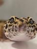 Leopardgecko aus Rostock 24.11.2024