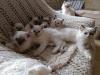 Zauberhafte Heilige Birmababys suchen Dich!!!