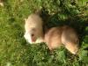 FRETTCHEN 
