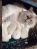 Heilige Birma Kitten,  lilac,  weiblich